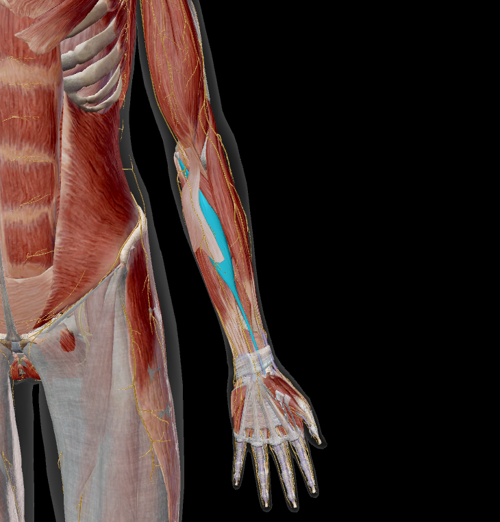 <p>name the muscle + action</p>