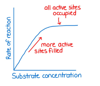 <p>. rate of reaction increases, then plateaus with increasing substrate concentration </p><p>—&gt; assumes a fixed amount of enzyme </p><p>. higher substrate concentration = the more substrate there are to form enzyme-substrate complexes = increase in enzyme activity </p><p>—&gt; happens up to a certain point - enzyme activity then levels off/plateaus as there aren’t enough enzyme molecules to react with the extra substrates (all active sites occupied)</p>