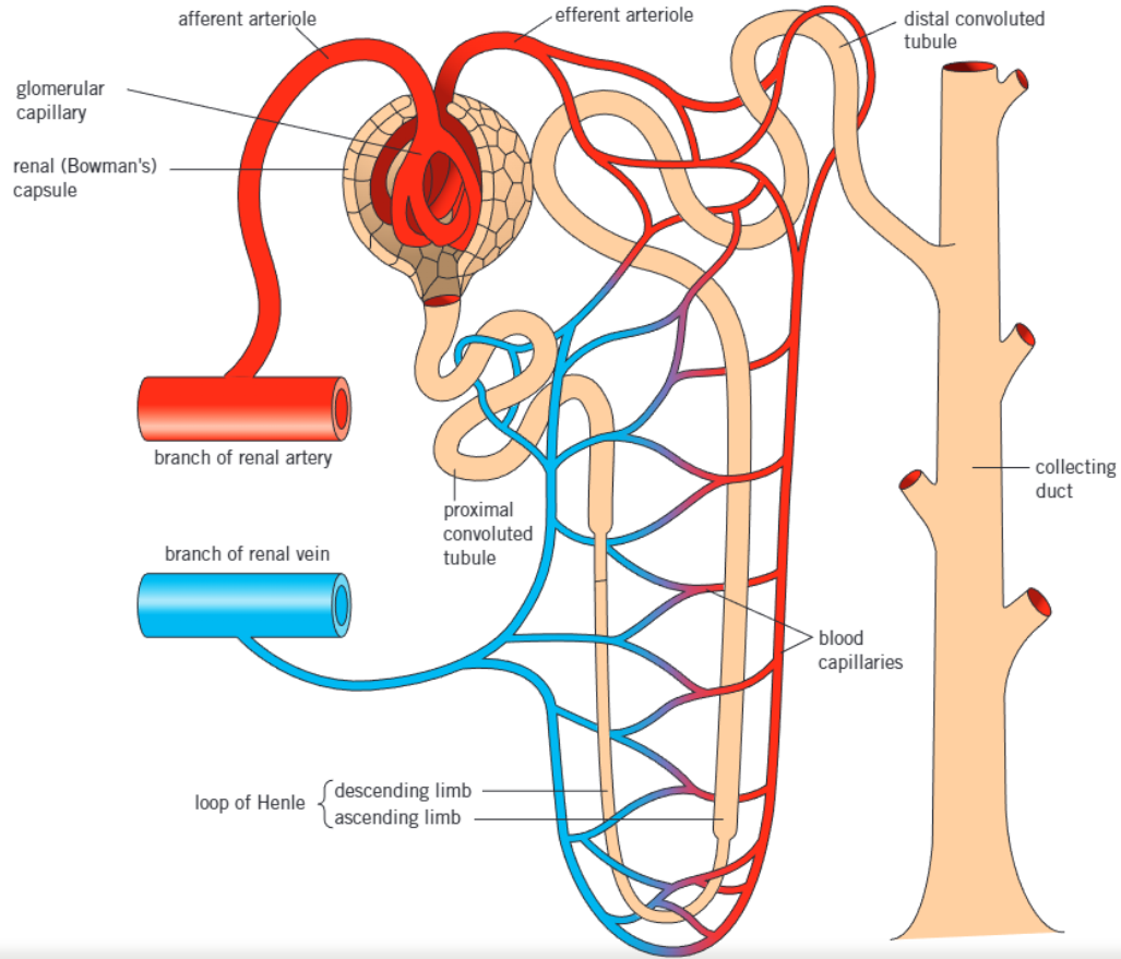 <p><span style="color: blue;">wide </span><strong>afferent </strong>arteriole <span style="color: blue;">entering </span>+ <span style="color: red;">narrow </span><strong>efferent </strong>arteriole <span style="color: red;">leaving</span></p>