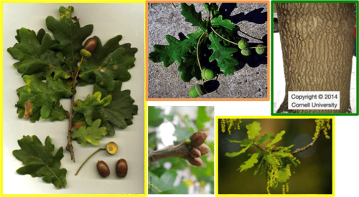 <p>acorn is elongated-conical</p><p>leaves will have little "ear lobes" at base of the blade</p>