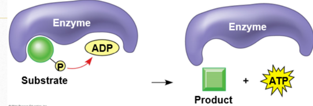 <p>With the use of an enzyme, individual ADP molecules are phosphorylated back to ATP.</p><p>One at a time!</p>