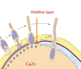 <p>Layer of glycoprotein attached to the plasma membrane.<br>(THE PURPLE PART)</p>