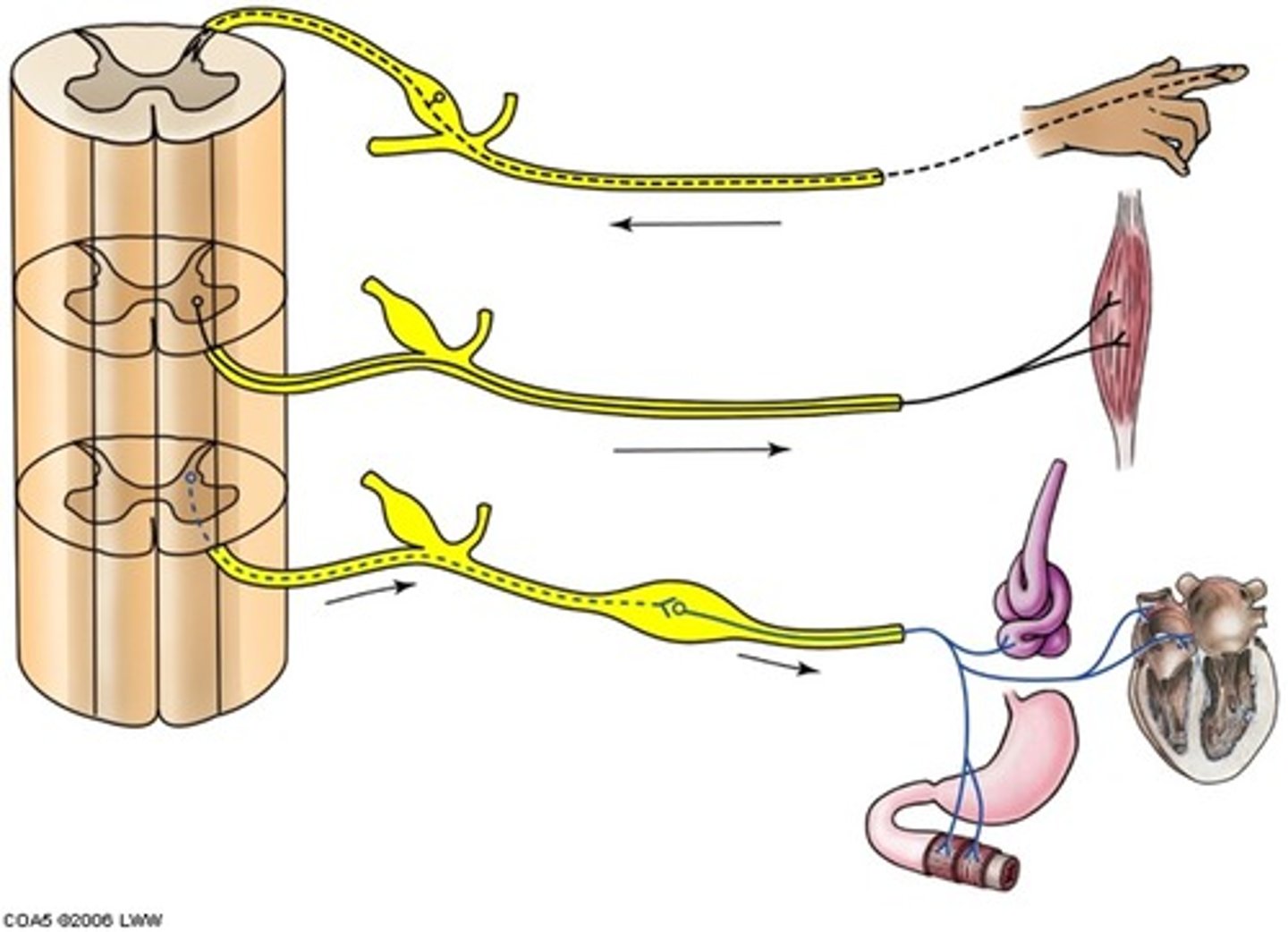 <p>1. Somatic sensory neurone - preganglionic.</p><p>2. Somatic motor neurone - post-ganglionic.</p><p>3. Autonomic motor neurone - pre and post-ganglionic. </p>