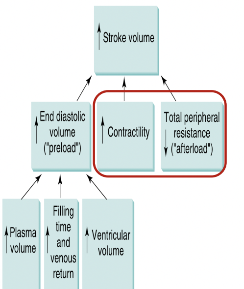 <ul><li><p>fast-to-slow shift in muscle fiber types</p></li><li><p>increase capillary and mitochondria density</p></li><li><p>increase FFA utilization and decrease blood glucose and muscle glycogen utilization&nbsp;</p></li><li><p>high intensity training; Increase LT&nbsp;</p></li><li><p>increase antioxidants&nbsp;</p></li></ul><p></p>