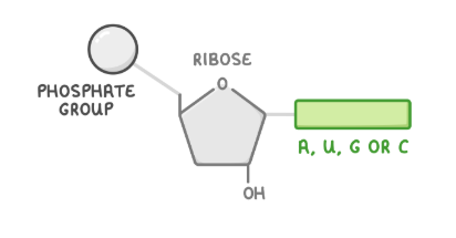 <ul><li><p>ribose (a pentose sugar)</p></li><li><p>A, U, C or G base</p></li><li><p>a phosphate group</p></li></ul><p></p>