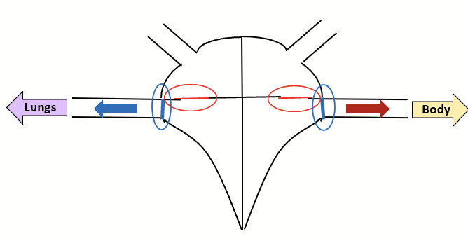 <p>Contraction is over. Heart is empty. Low pressure throughout, all valves are closed. Blood starts accumulating in the atria.</p>