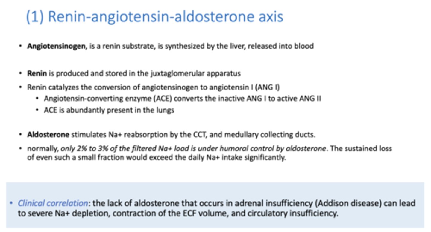 <p>adrenal cortex</p>
