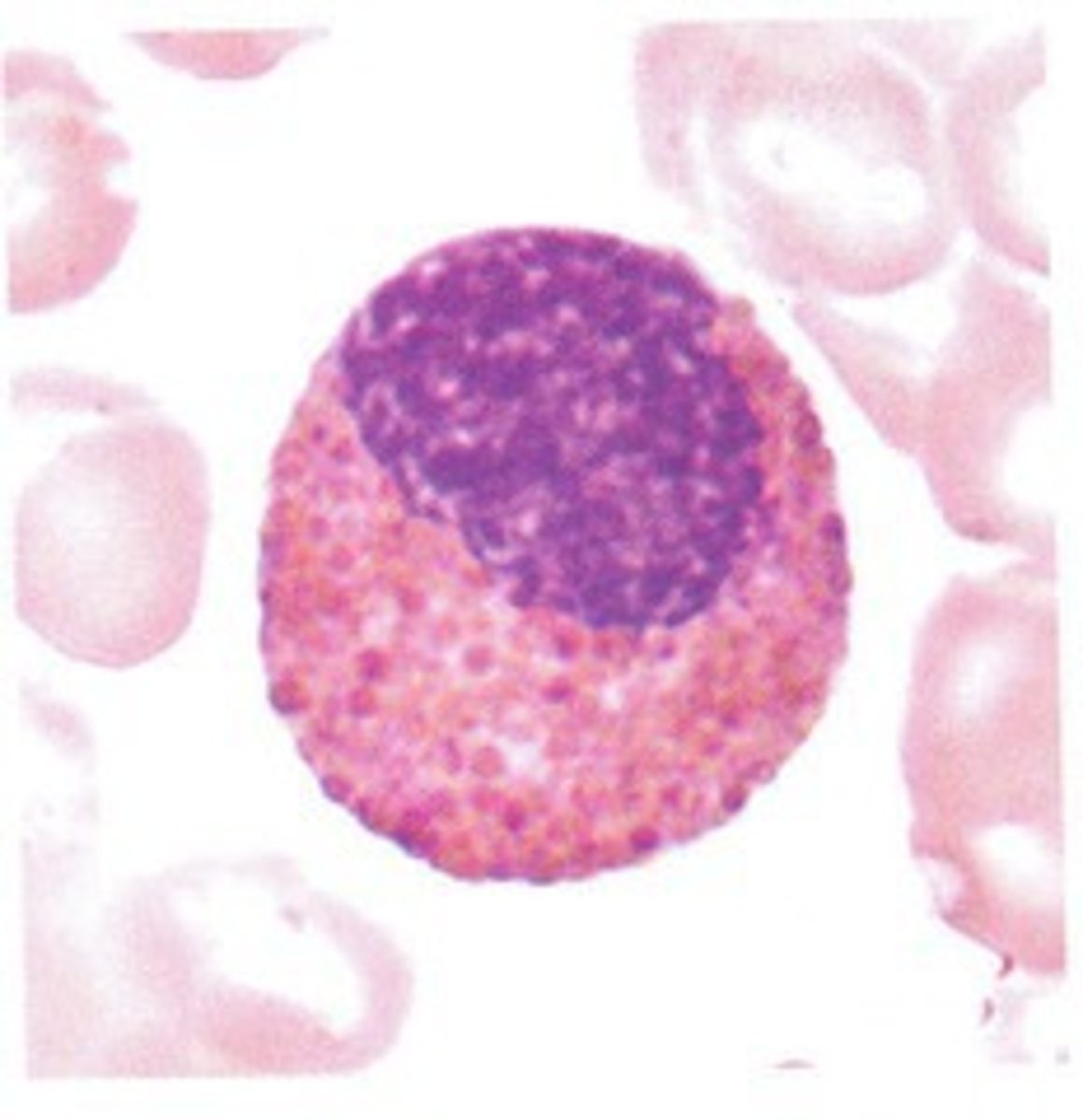 <p>Define Stage of Granulopoiesis</p>