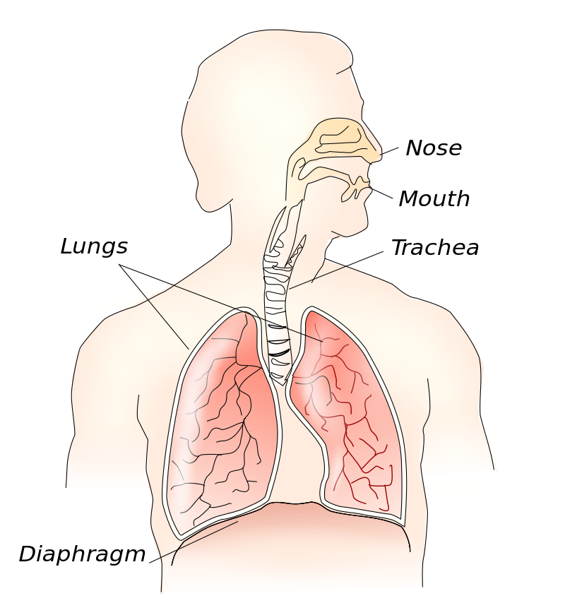 domed, muscluar structure separating the thorax from the abdominal cavity. 

contraction and relaxation change the volume of the throat