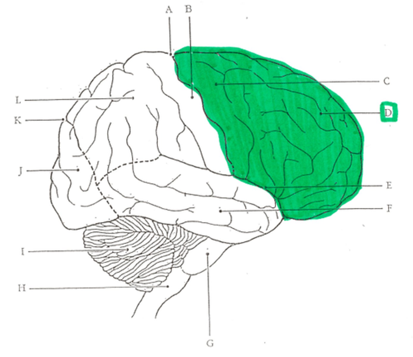 <p>movement, abstract thinking, planning, memory, behavior, personality, creativity, speech, and judgement</p>