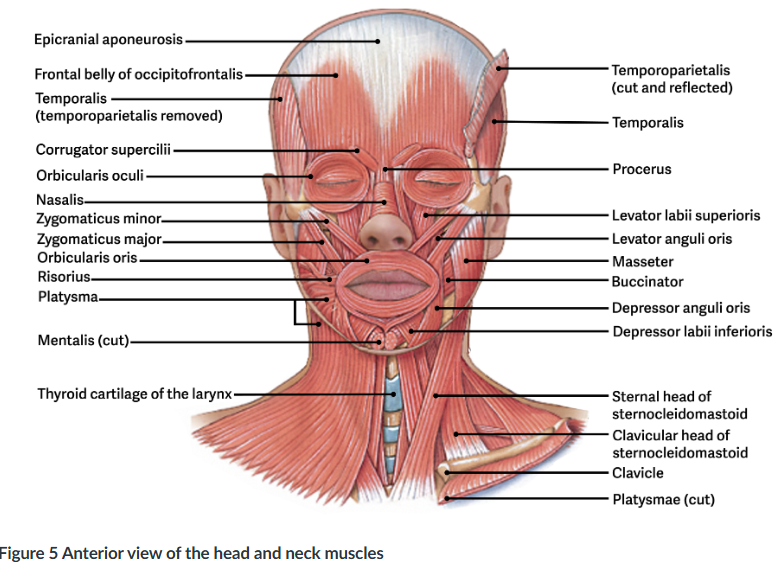 <p><span><span>Bilateral: flexes neck; Unilateral: bends head towards shoulder and rotates neck</span></span></p>
