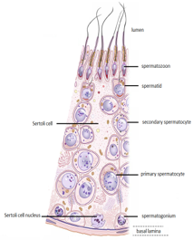 <p>Male reproductive system</p><p>Can you label, describe and explain what this diagram is/shows?</p>