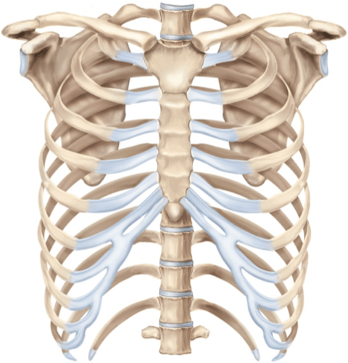 <p>ribs, sternum, thoracic vertebrae, encloses organs and moves for ventilation</p>