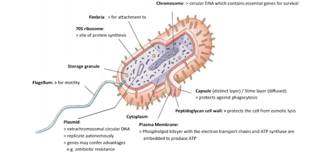 <p>structure of bacteria [10]</p>