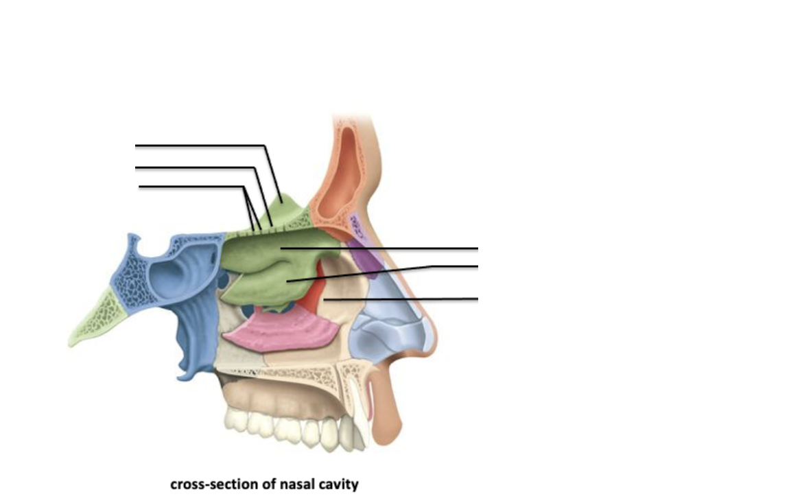<p>Identify the features of the ethmoid bone</p>