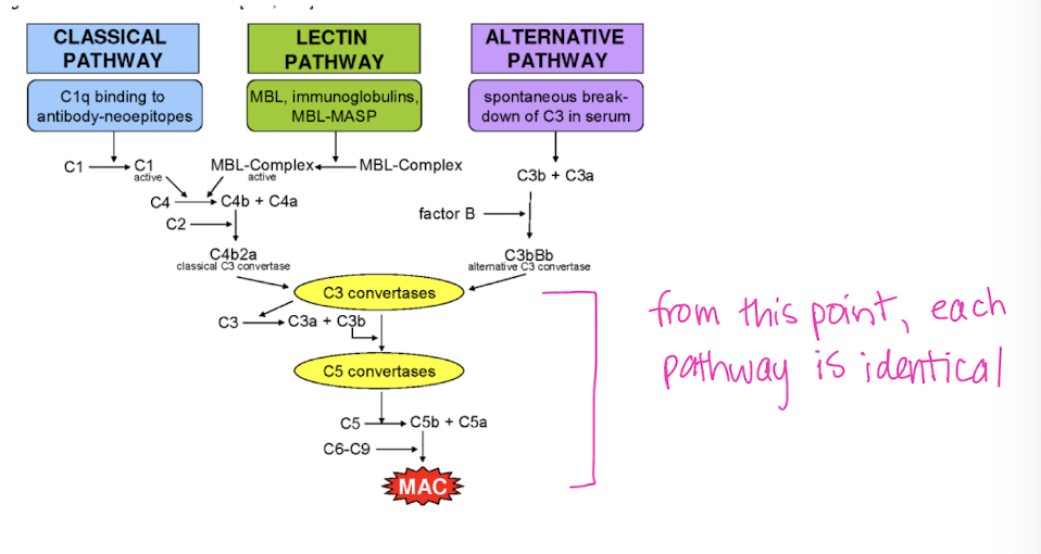 <p><span style="color: red;"><strong>C3 convertase</strong></span></p>