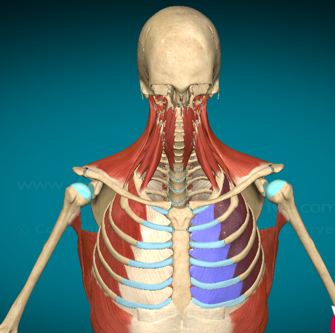 <p>What is this muscle and where is it found?</p>