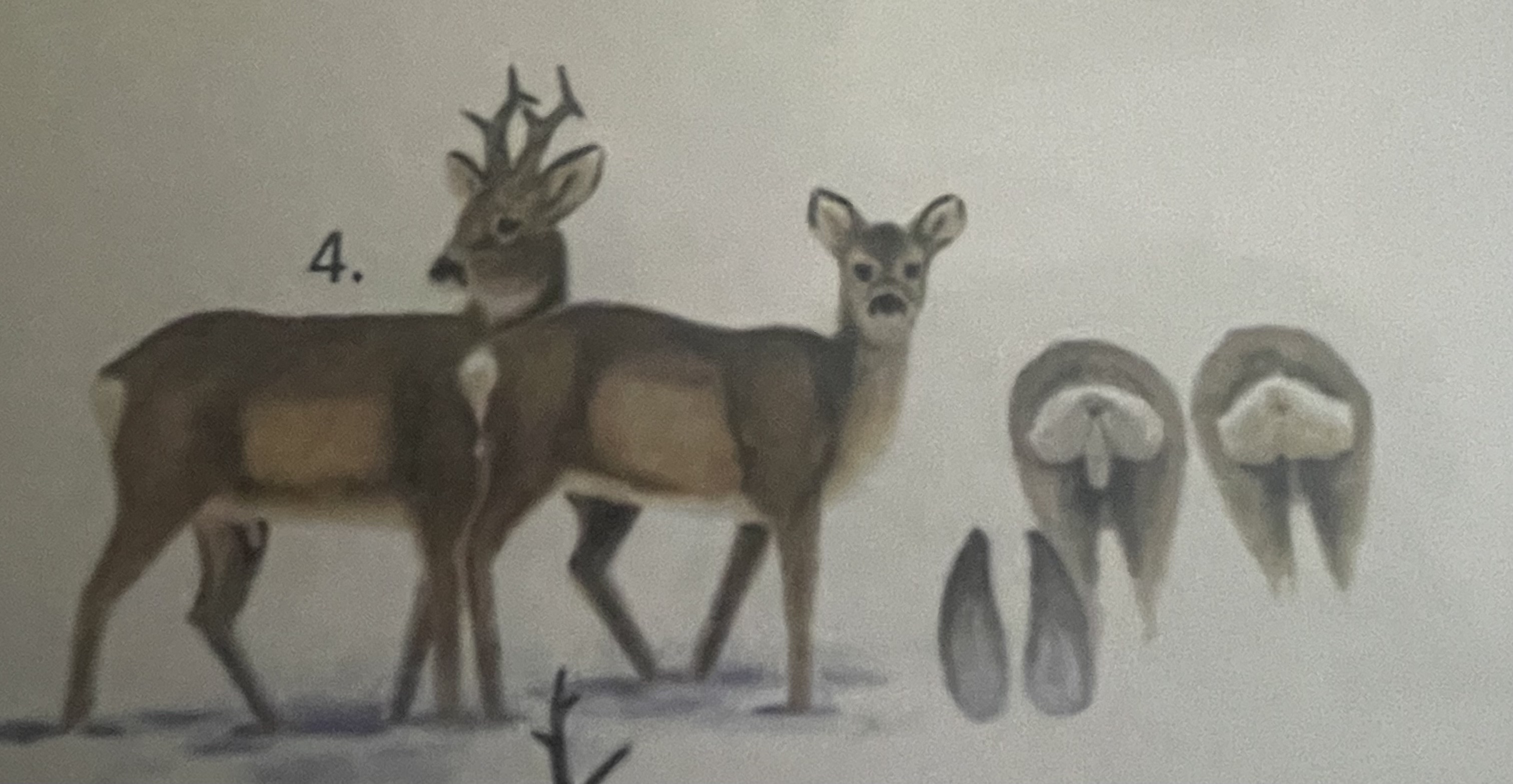 <p>mikä eläin</p>