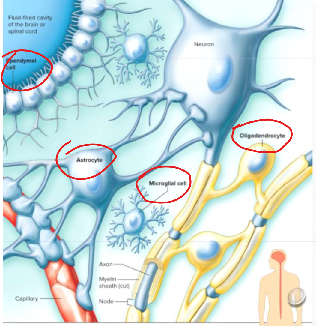 <p>Microglia: acts as phagocyte and removes bacterial cells and cellular debris</p><p>Oligondendrocytes: forms myelin sheath around axons in CNS</p><p>Astrocytes: connect blood vessels, regulates what gets in and out of neurons</p><p>Ependymal cells: line inside of ventricles and produce cerebrospinal fluid</p>
