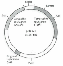 <p>A student clones a segment of DNA into the pBR322 plasmid using an EcoRI restriction enzyme. Which of the following statements accurately describes the media on which the student could expect growth of <em>E. coli</em> containing the recombinant plasmid?</p><p>A. Nutrient agar with no antibiotics</p><p>B. Nutrient agar with ampicillin</p><p>C. Nutrient agar with tetracycline</p><p>D. Nutrient agar with ampicillin and tetracycline</p><p>E. Both A and B are correct</p><p>F. All the above are correct</p>