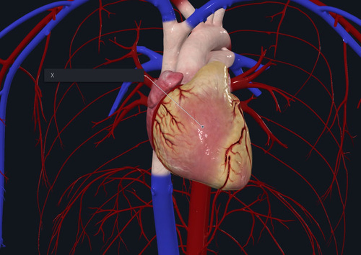 <p>Name the organ marked by the X</p>