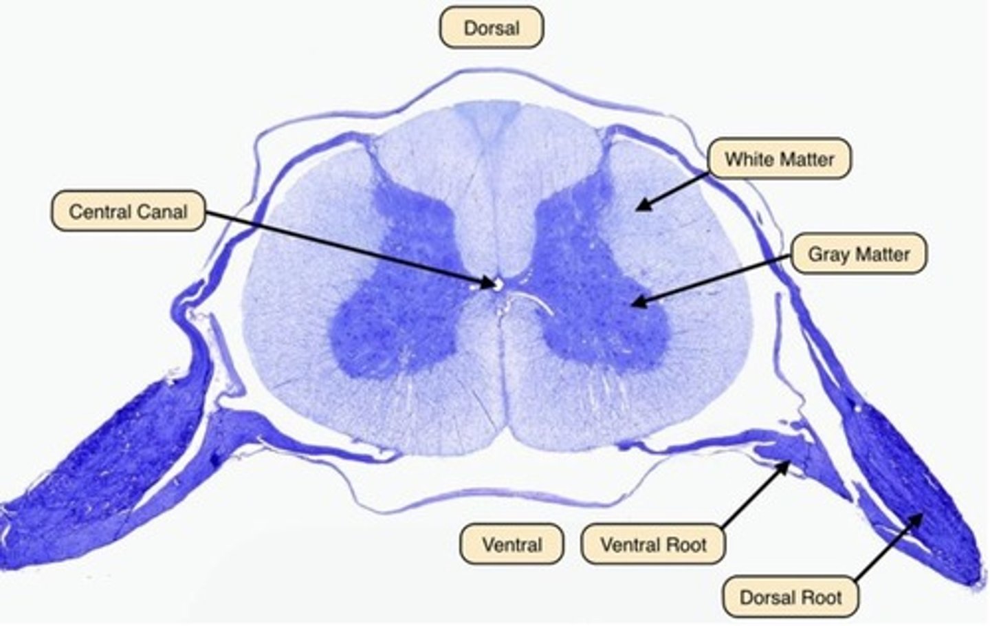 <p>Surrounds gray matter</p><p>Myelinated</p>
