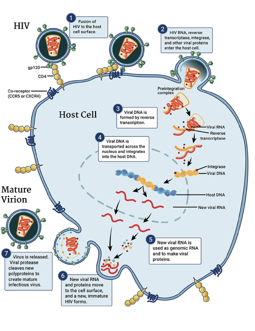 It’s a cell that contains RNA, reverse transcriptase, integrase, and several other proteins to enter a cell and convert into DNA. Once that happens it’ll change into DNA and insert itself into the host’s DNA which will code for different RNA and thus harmful proteins will be made.

\
HIV is one example