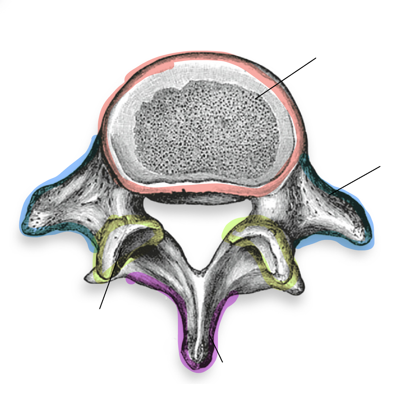 <p>Which vertebrae is this </p>