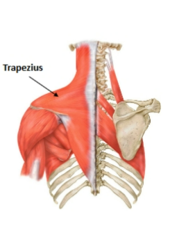 <p>trapezius muscle </p>