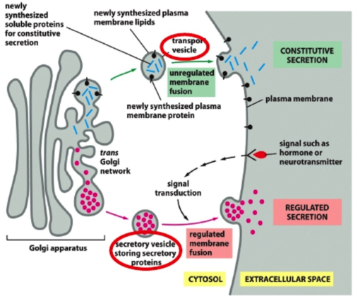 <p>cell secretes certain molecules by forming new vesicles from membrane</p><ul><li><p>used to export</p></li></ul><p></p>