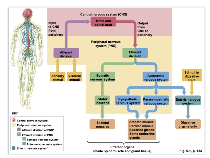 <ul><li><p>Afferent and Efferent divisions&nbsp;</p><ul><li><p>Afferent&nbsp;</p></li></ul><p></p><ul><li><p>Efferent&nbsp;</p><ul><li><p>Somatic&nbsp;</p></li><li><p>Autonomic&nbsp;</p><ul><li><p>Parasympathetic&nbsp;</p></li><li><p>Sympathetic&nbsp;</p></li></ul></li></ul></li></ul></li></ul><p></p>