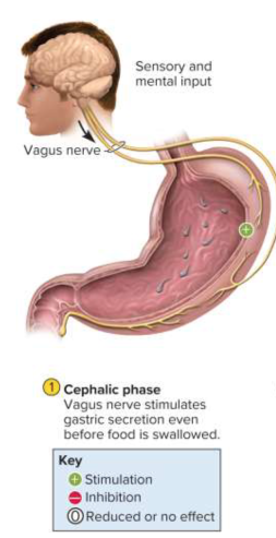 <p>Cephalic phase</p>