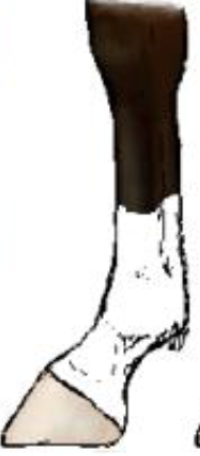 <p>What leg marking is this?</p>