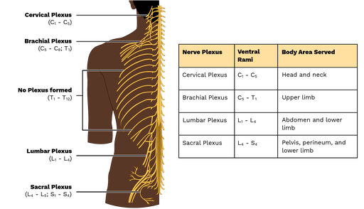 <p>Name the four plexuses, and what they innervate</p>