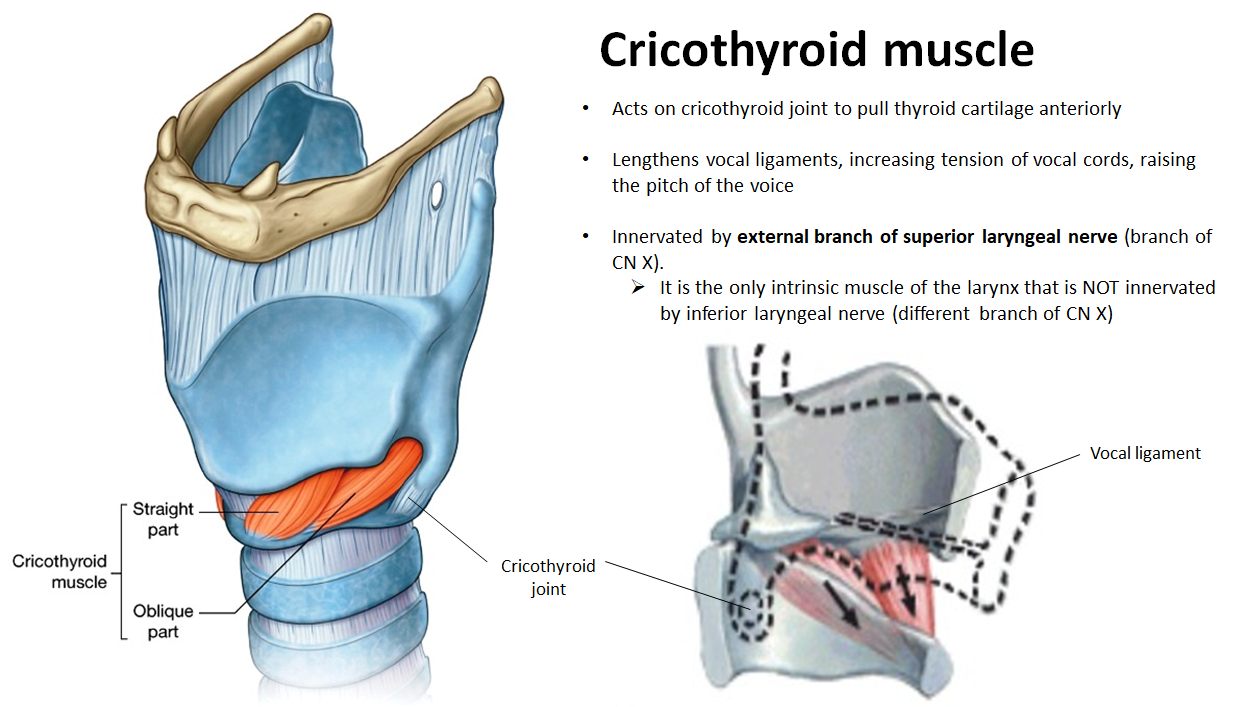 <ul><li><p><strong>Function:</strong> pulls thyroid cartilage <strong>forward</strong>, <strong>tightens vocal cords</strong>, raises pitch</p></li><li><p><strong>Innervation:</strong> <strong>external branch</strong> of the <strong>superior laryngeal nerve</strong> (only intrinsic laryngeal muscle <strong>not</strong> innervated by <strong>recurrent laryngeal nerve</strong>)</p></li></ul><p></p>