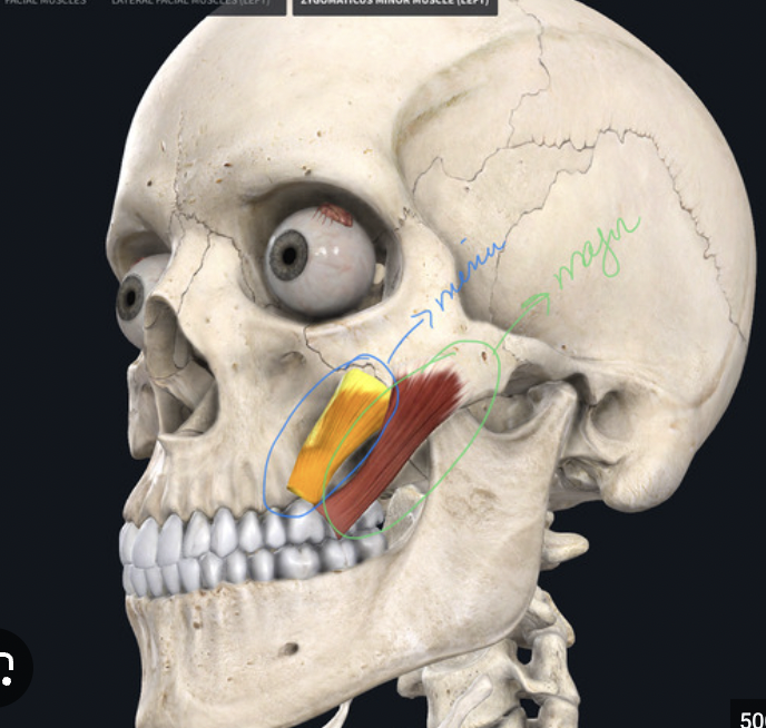 <p>What muscle is this?</p>