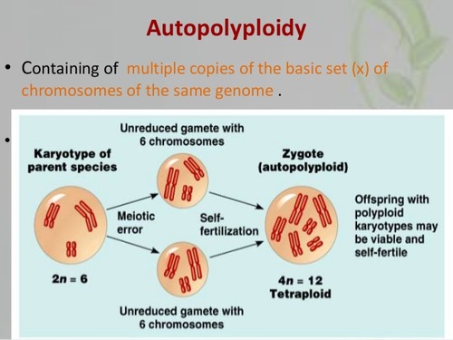 Occurs when the spindle fibers fail to separate (nondisjunction) during anaphase 1 resulting in non-reduced diploid gametes instead of haploid games. 
- If these diploid gametes fuse with a normal haploid gamete during fertilization, the result will be a triploid organism (3 sets of chromosomes).
- If the diploid gamete fuses with another diploid gamete (potentially self fertilization) the resulting zygote will be tetraploid.