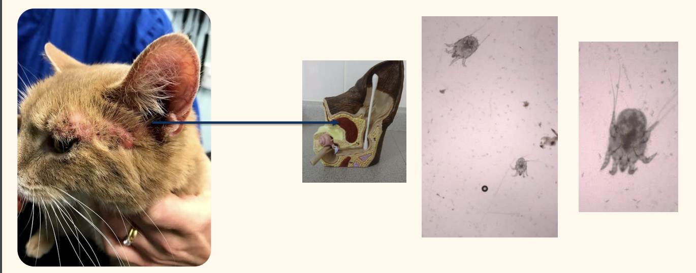 <p>Otic cytology in an itchy cat</p>