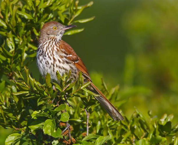<p>Brown Thrasher</p>