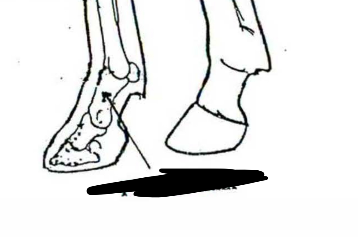 <p>Horse </p>