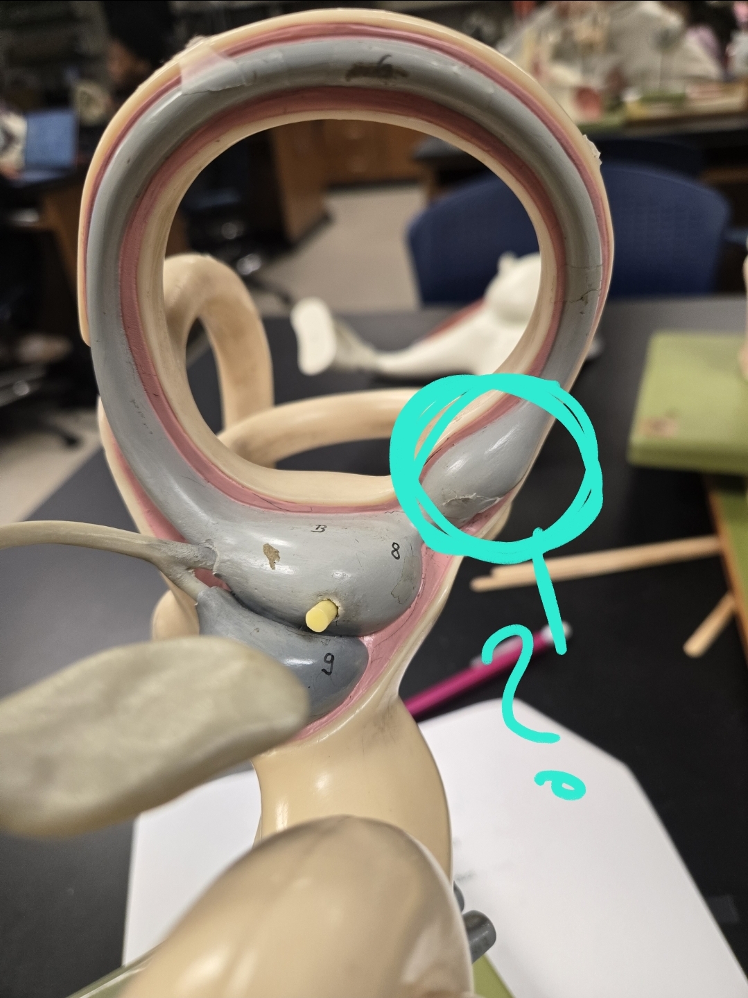 <p>Inner ear </p>