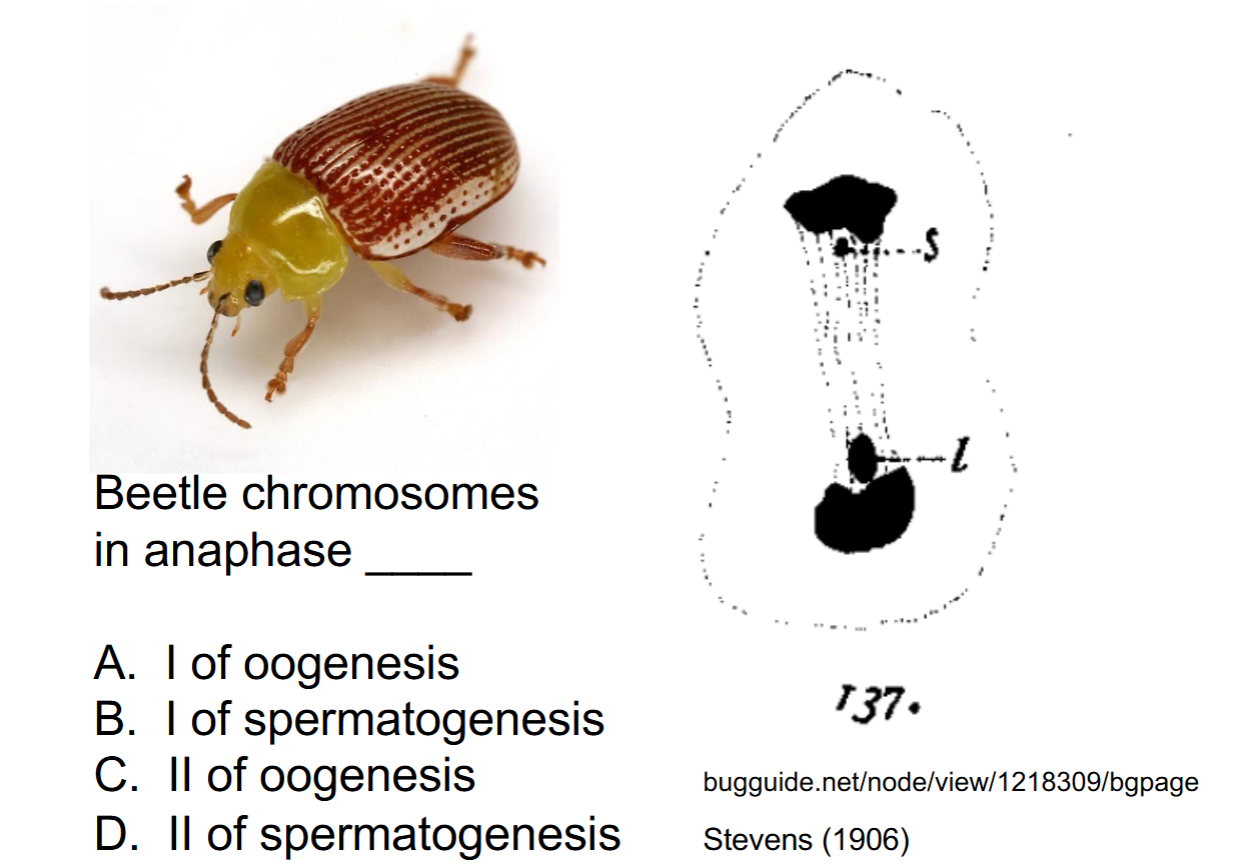 <p>What is the answer + WHY?</p>
