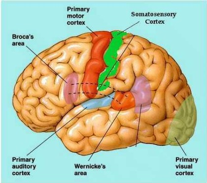 <p>location = frontal lobe, left hemisphere only</p><p>function = motor speaking ability → form words</p>
