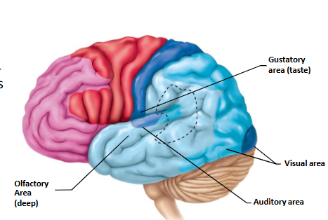 <ul><li><p>Insula = Gustatory (taste)</p></li><li><p>Occipital = Visual</p></li><li><p>Temporal = Olfactory, Auditory  </p></li></ul><p></p>