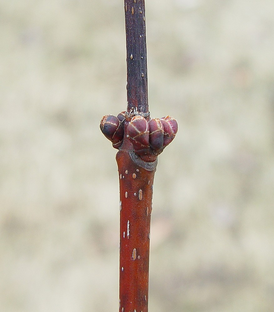<p>What type of bud is this?</p>