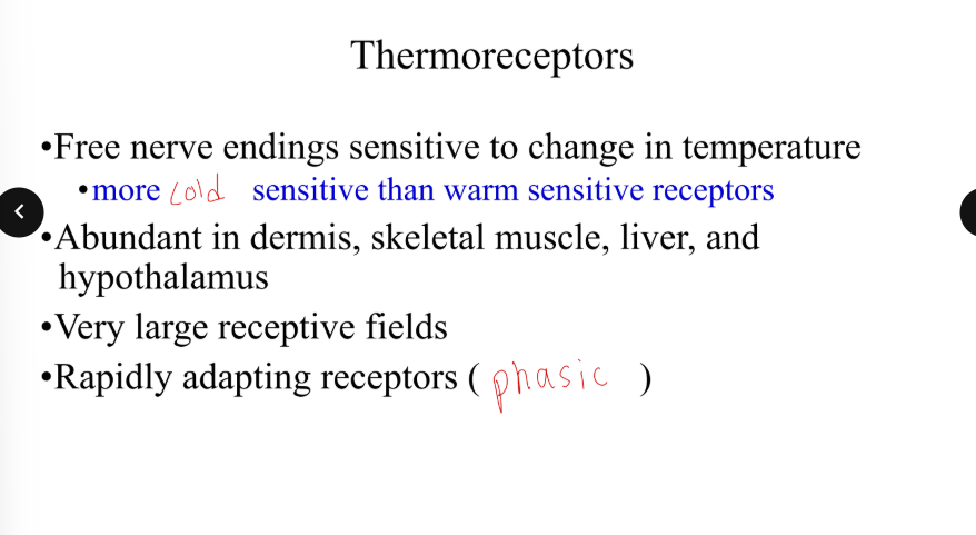 <p>Where are thermoreceptors abundant in?</p>