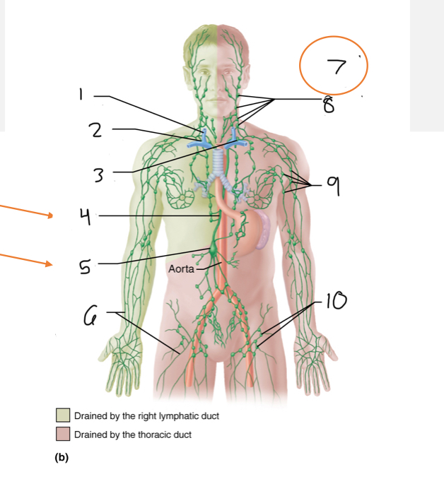 <p>9</p>