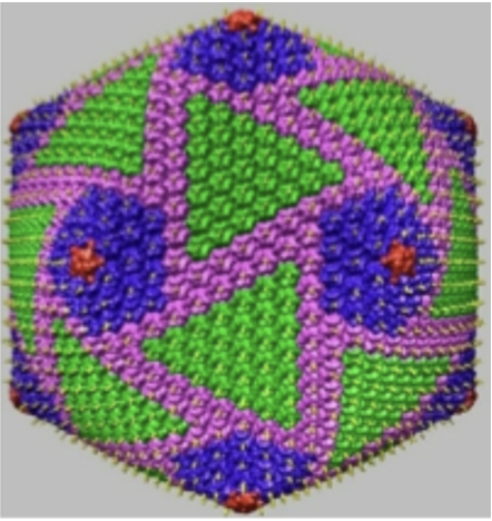 <p>Viral Structure</p><p>Icosahedral Capsids Definitions</p>