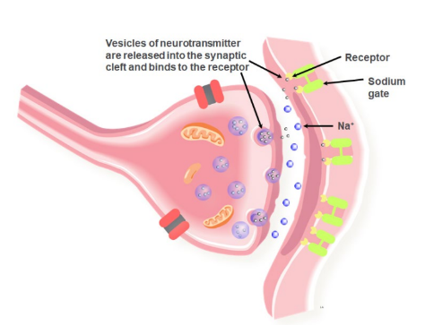 Step 2: The neurotransmitter diffuses across the synaptic cleft to receptors on the postsynaptic membrane of a dendrite on another neuron. This delays the impulse transmission by about 0.5 ms.

Step 3: The neurotransmitter binds to receptors on the postsynaptic membrane.