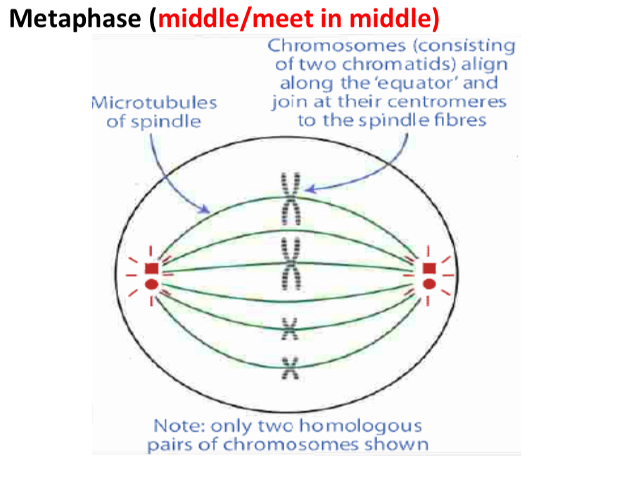 <ul><li><p>Chromosomes align along the equators</p><p>Chromosomes attach to spindle fibres at their centromer</p></li></ul><p></p>